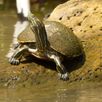 Schildpadje Costa Rica